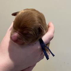 Today - Red male Nova Scotia Duck Tolling Retriever puppy in Albany, New York from Sardonyx Canines