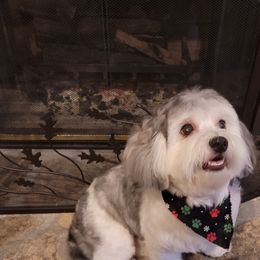 Captain Jack - Havanese