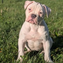 Bailie - White and brindle female American Bulldog puppy in Erie, Pennsylvania from Elijah's American Bulldogs LLC