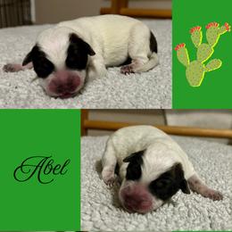 Abel - Red mottled male Australian Cattle Dog puppy in Seneca, Missouri from MO Morningstar Heelers
