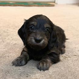 Onyx - Brindle male Dachshund puppy in Edmond, Oklahoma from Mini Browne Dachshunds