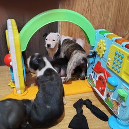 American Staffordshire Terrier Puppies from Ironheart American Staffordshire Terriers