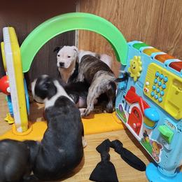 American Staffordshire Terrier Puppies from Ironheart American Staffordshire Terriers