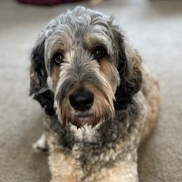 Goldendoodles from Cedar River Kennel