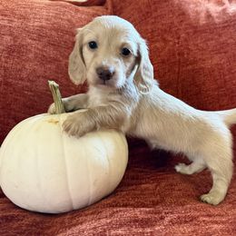 Girl 2 - Cream female Dachshund puppy in Canton, Texas from Bonnie and Clyde Dachshunds