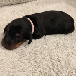 Dachshund Puppies from KhloeKPuppies