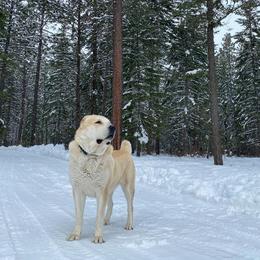 Central Asian Shepherd Dog All Grown Up from Alabaivalley