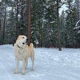 Central Asian Shepherd Dog All Grown Up from Alabaivalley