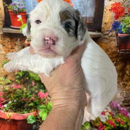 Lennie - Merle male Cockapoo puppy in Lebanon, Missouri from Cobbs Creek Canines