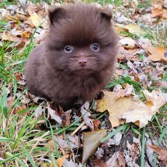 Pomeranian and Shetland Sheepdog Puppies from K&A Little Wonder's