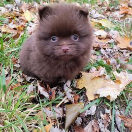 Pomeranian and Shetland Sheepdog Puppies from K&A Little Wonder's