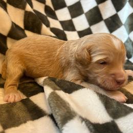 Light Blue Boy - Apricot male Goldendoodle puppy in Huntsville, Alabama from Winchester Doodles