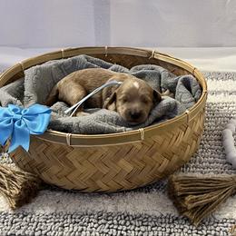 Light Blue Collar Male - Red  male Goldendoodle puppy in Bradenton, Florida from Suncoast Goldendoodles
