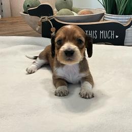 Stormy - Piebald female Dachshund puppy in Menifee, California from Dachshunds in SoCal