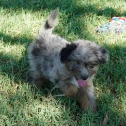 Coconut BMM Blue Eye - Blue merle male Aussiedoodle puppy in Lawton, Oklahoma from Lindsey’s Aussies