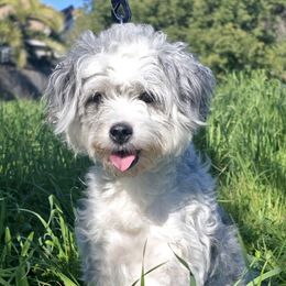 Millie - Aussiedoodle