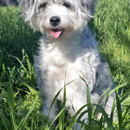 Millie - Aussiedoodle