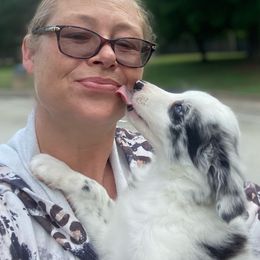 Border Collie Puppies from Full Moon Fox Farm