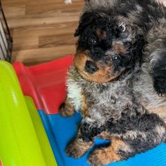 Yellow Collar Female - Merle female Double Doodle puppy in Killeen, Texas from Parrish Precious Ones Texas