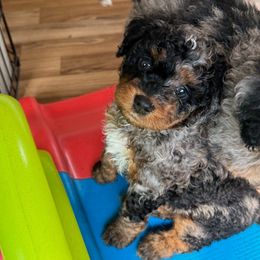 Yellow Collar Female - Merle female Double Doodle puppy in Killeen, Texas from Parrish Precious Ones Texas