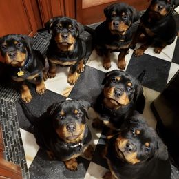Rottweilers from Titanz of Castle Rottz