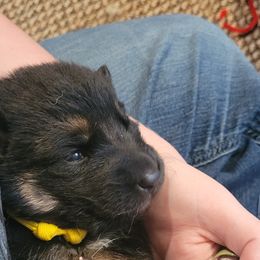 German Shepherd Puppies from Lux Shepherds