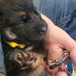 German Shepherd Puppies from Lux Shepherds