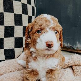 Bo Peep - Apricot female Goldendoodle puppy in Lakeland, Florida from Rolling Oak Doodles