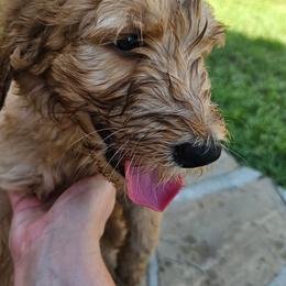 Murphy - Apricot male Goldendoodle puppy in Lumberton, Texas from SETX Doodle Den LLC