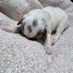 Aurora - Badger Colorado Mountain Dog puppy in Hot Sulphur Springs, Colorado from Stormy Heights Homestead