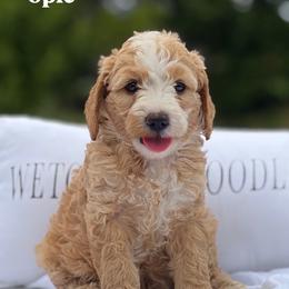Opie - Red  male Goldendoodle puppy in Estesburg, Kentucky from Wet Goldendoodle Kisses