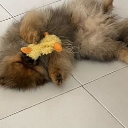 Pomeranian Puppies from Glitzypoms