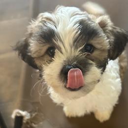 Lumi - Brown and white male Shichon puppy in Seymour, Tennessee from Mel’s Teddy Bear Puppies
