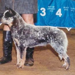Australian Cattle Dog All Grown Up from Devon’s ACDs