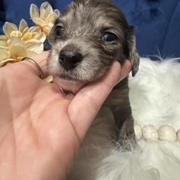 Fiona - Dapple female Dachshund puppy in Saint Peter, Illinois from Ashton’s Doxies of Southern IL