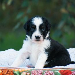 Robin - Black tri male Miniature American Shepherd puppy in Chocowinity, North Carolina from Foxtail Hollow