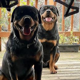 Rottweiler All Grown Up from BelovedK9 Rottweilers