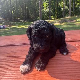Girl 3 - Black female Poodle puppy in Bremen, Georgia from Kelley’s Poodle Patch