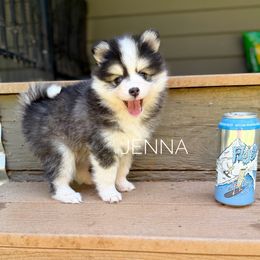Jenna - Black and white female Pomsky puppy in Grass Valley, California from Karalot Pomskies
