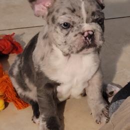 Mazie - Black and white female French Bulldog puppy in Victorville, California from French Bulldog