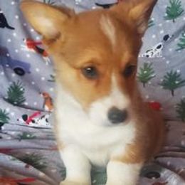 Pembroke Welsh Corgi Puppies from Abc Cattle Co corgis