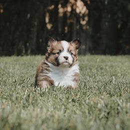 American Corgi and Pembroke Welsh Corgi Puppies from Witch Creek Corgis