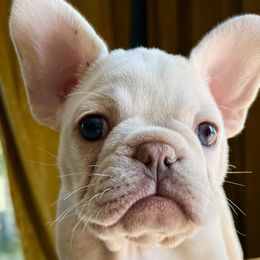 Aurora - Cream French Bulldog puppy in Petaluma, California from Luma Frenchies