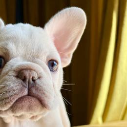 Aurora - Cream French Bulldog puppy in Petaluma, California from Luma Frenchies