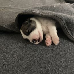 Great Pyrenees Puppies from Sweet Land of Liberty