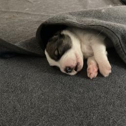 Great Pyrenees Puppies from Sweet Land of Liberty
