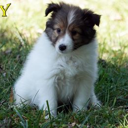Lexy - CHW Sable Girl - White and sable female Shetland Sheepdog puppy in Frazeysburg, Ohio from Mountain High Kennels