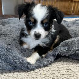 Miniature Australian Shepherd Puppies from Grace River Aussies