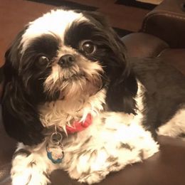 YING YANG DOLL - Shih Tzu