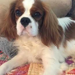 Cavalier King Charles Spaniels from Sherri Driskell's Cavalier King Charles Spaniels